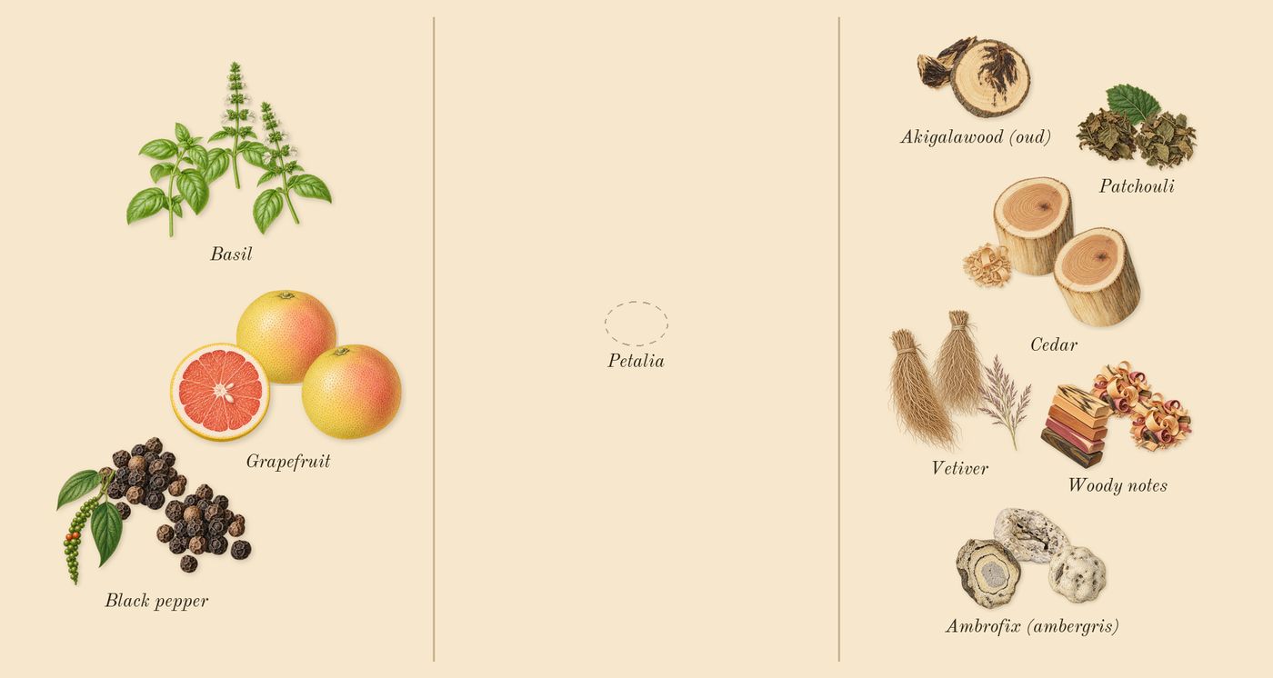 Bois Impérial’s scent picture, a draft: basil, grapefruit, black pepper, vetiver, woody notes, akigalawood (oud) drawn so far; dashed outlines where nothing is drawn yet