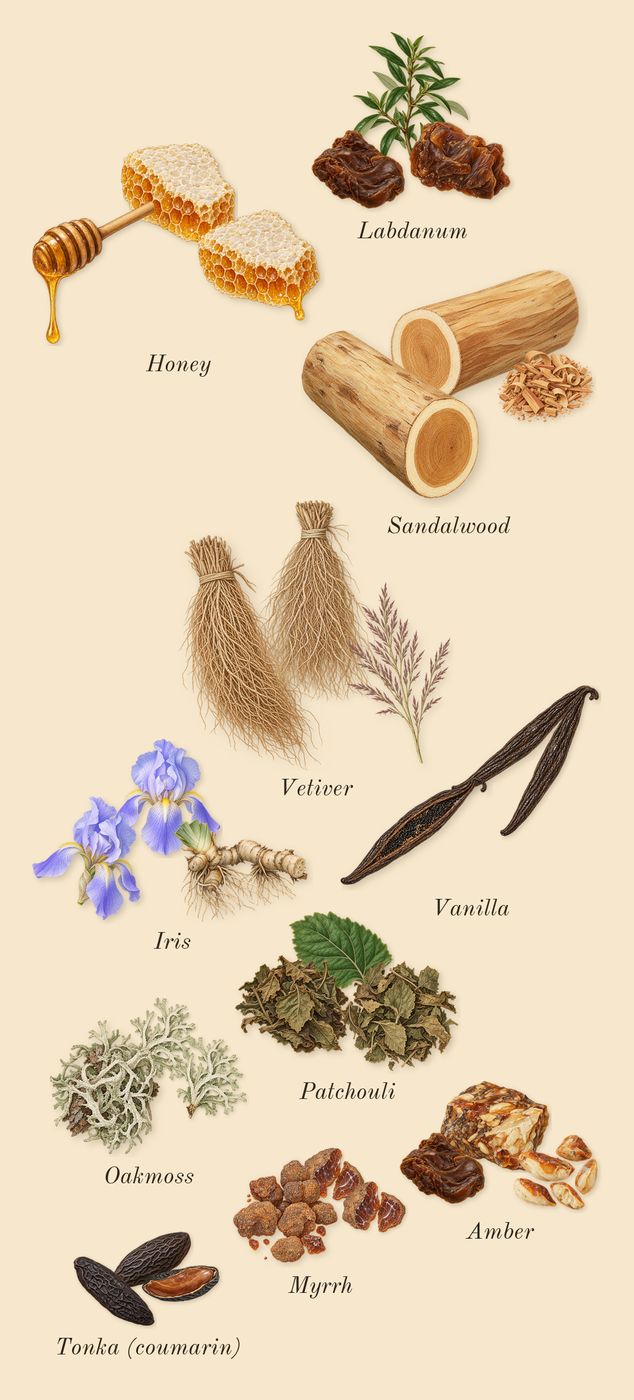 Beautiful, dry-down: Sandalwood, Vetiver, Amber, Honey, Labdanum, Iris, Myrrh, Oakmoss, Patchouli, Tonka (coumarin), Vanilla