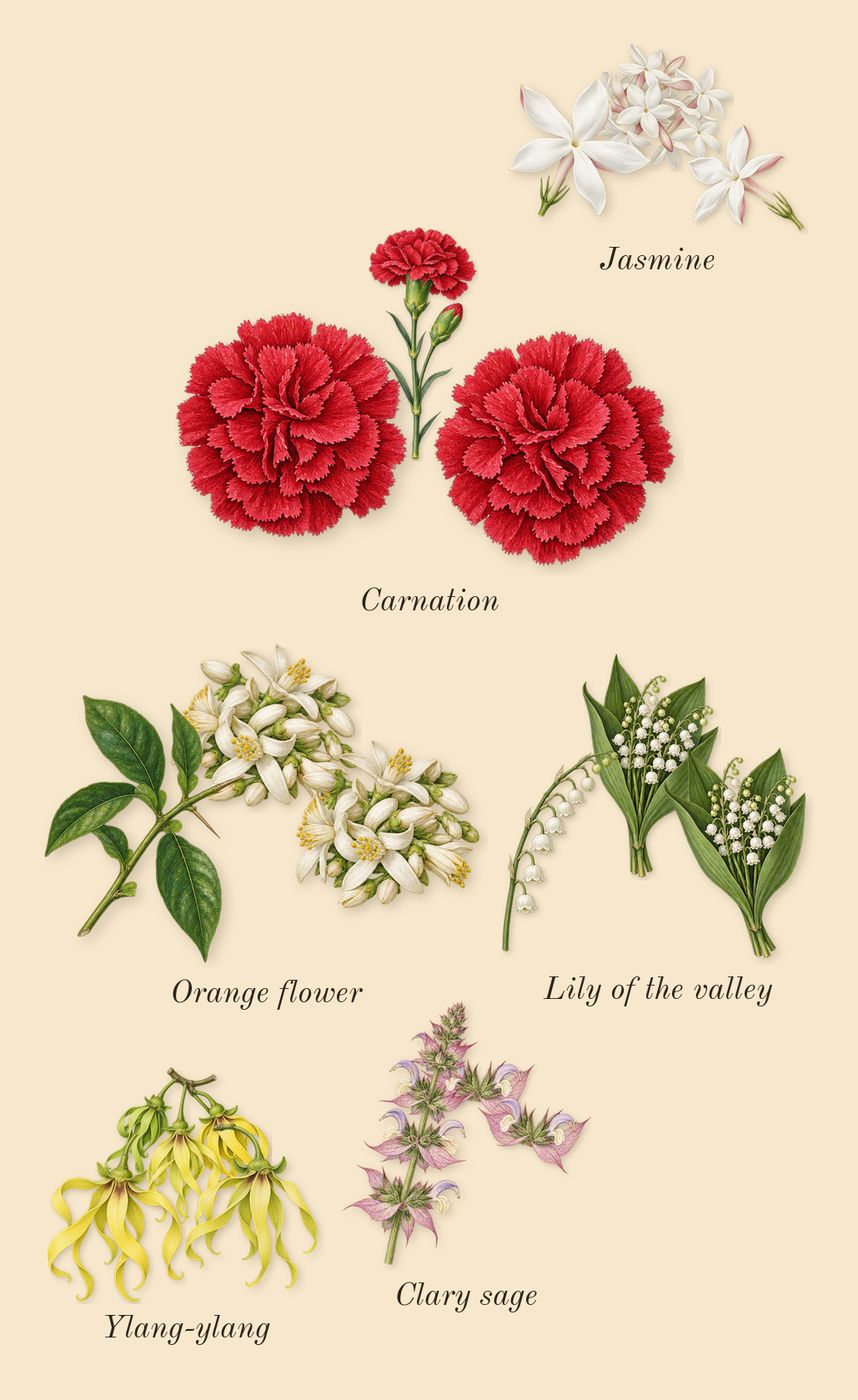 Beautiful, heart: Orange flower, Lily of the valley, Jasmine, Ylang-ylang, Carnation, Clary sage