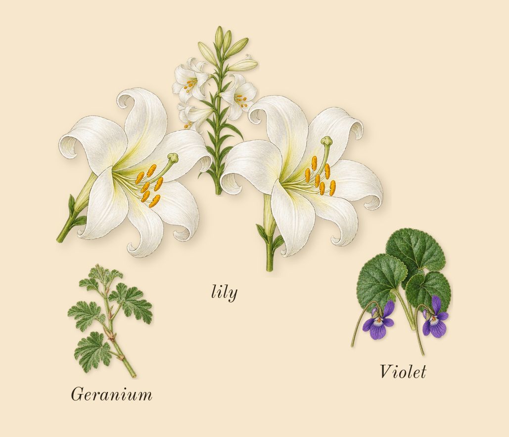 Pleasures, top notes: lily, Violet, Geranium