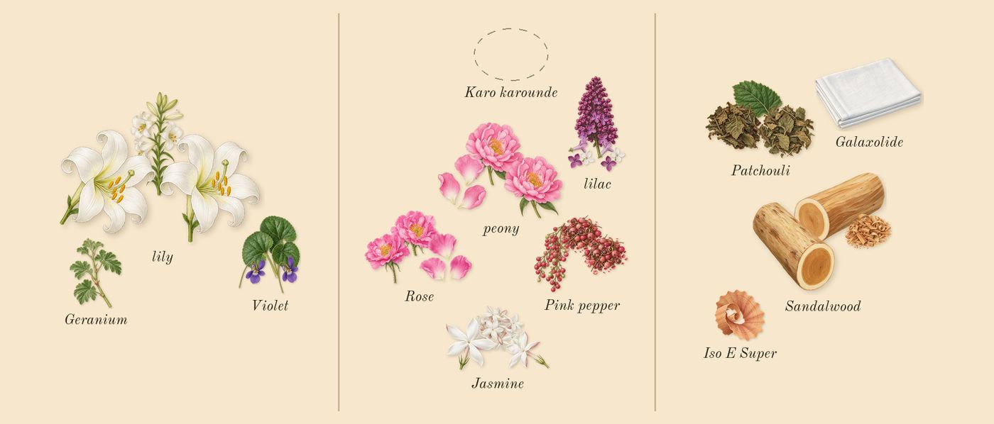 Pleasures’s scent picture, a draft: lily, violet, lilac, peony, pink pepper, rose drawn so far; dashed outlines where nothing is drawn yet
