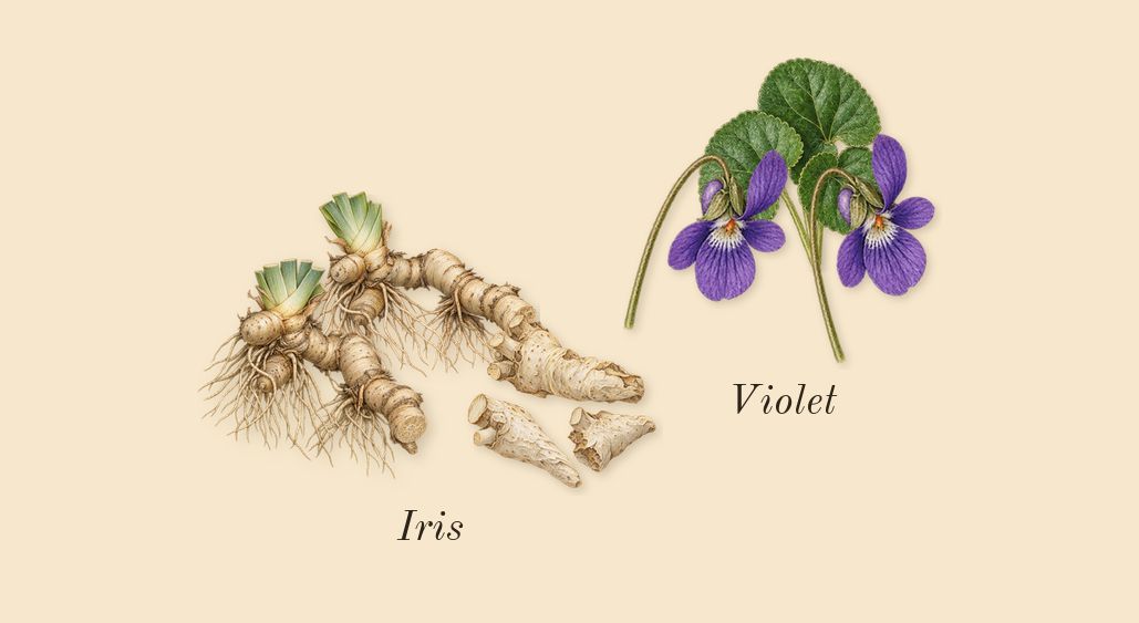 White Linen, heart: Violet, Iris