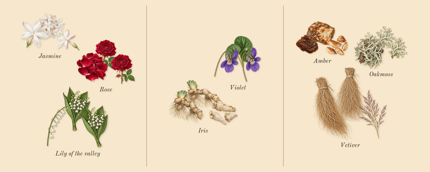 White Linen’s scent picture, a draft: rose, jasmine, lily of the valley, violet, iris, vetiver drawn so far; dashed outlines where nothing is drawn yet