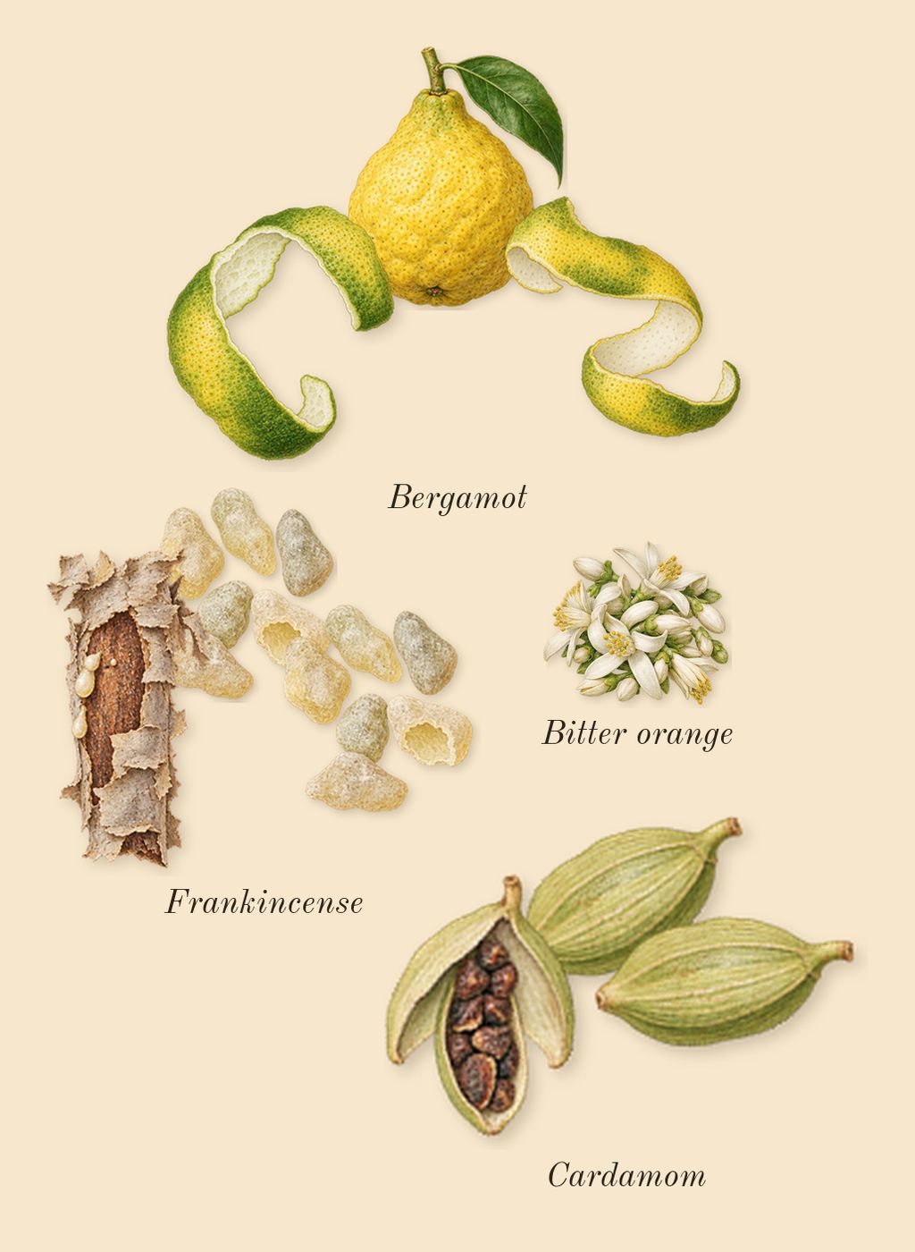 Above the Waves, top notes: Bergamot, Cardamom, Frankincense, Bitter orange