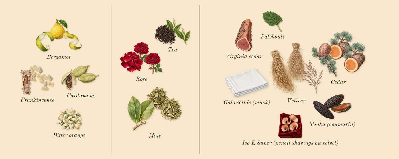 Above the Waves’s scent picture, a draft: bergamot, cardamom, frankincense, mate, tea, rose drawn so far; dashed outlines where nothing is drawn yet