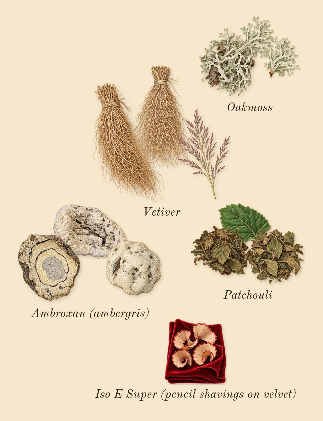 Hermann à mes côtés me paraissait une ombre, dry-down: Vetiver, Patchouli, Ambroxan (ambergris), Oakmoss, Iso E Super (pencil shavings on velvet)