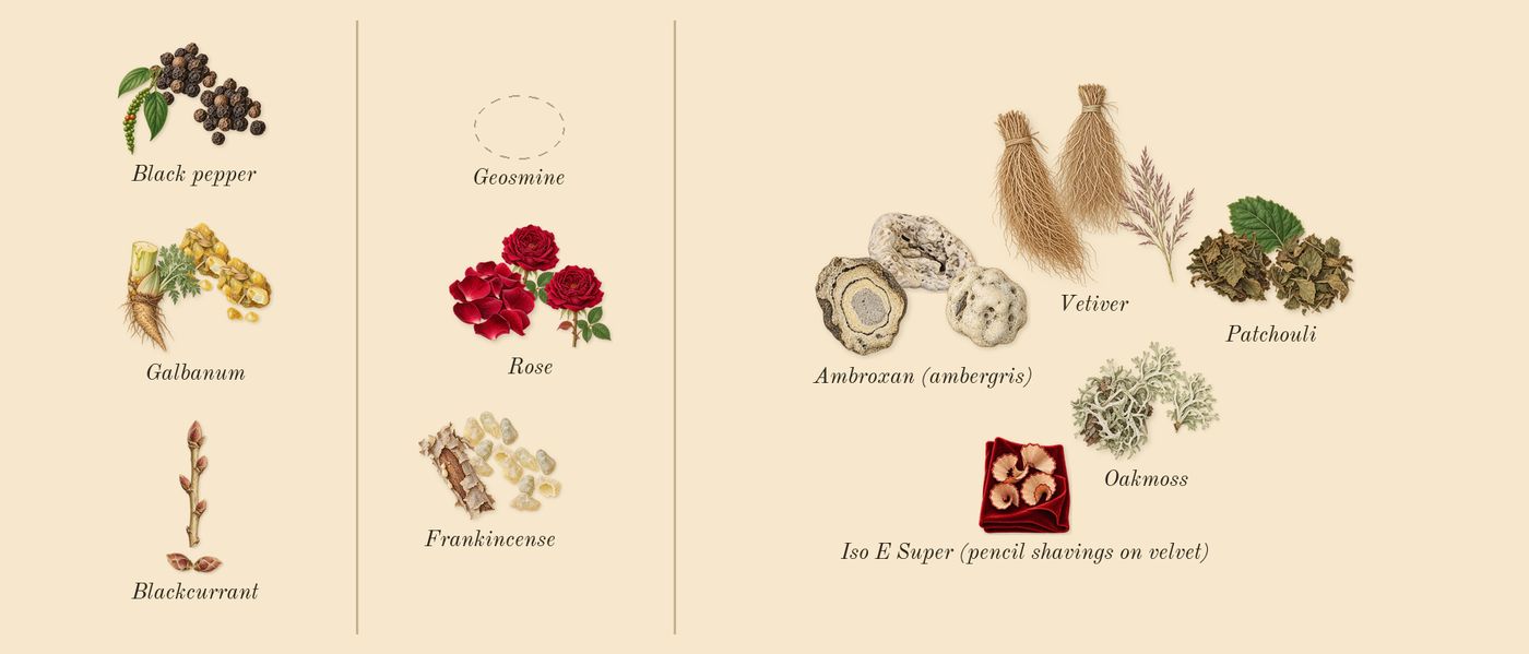 Hermann à mes côtés me paraissait une ombre’s scent picture, a draft: black pepper, galbanum, blackcurrant, frankincense, rose, vetiver drawn so far; dashed outlines where nothing is drawn yet