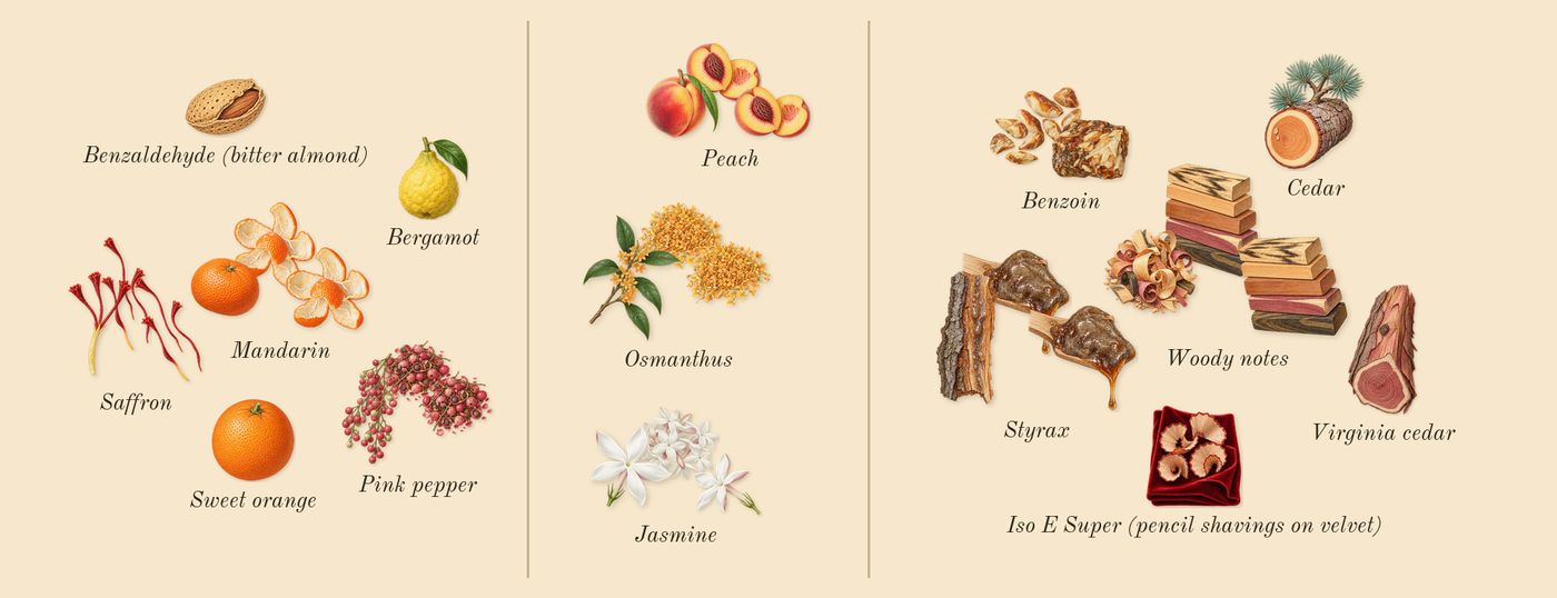 Let's Pretend’s scent picture, a draft: saffron, pink pepper, mandarin, peach, osmanthus, jasmine drawn so far; dashed outlines where nothing is drawn yet