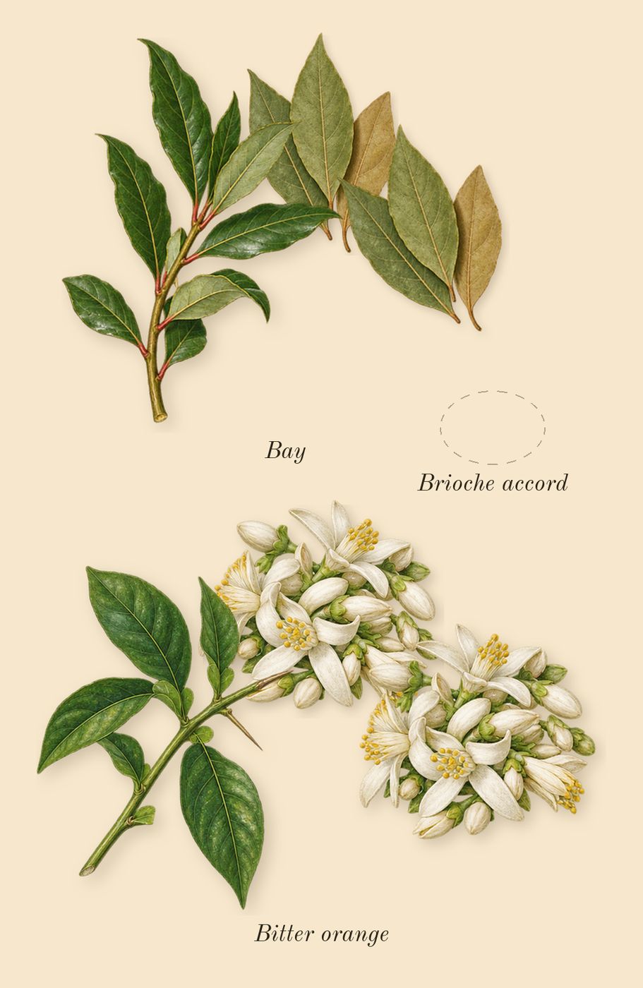 Story of Your Life, heart: Bay, Bitter orange, Brioche accord