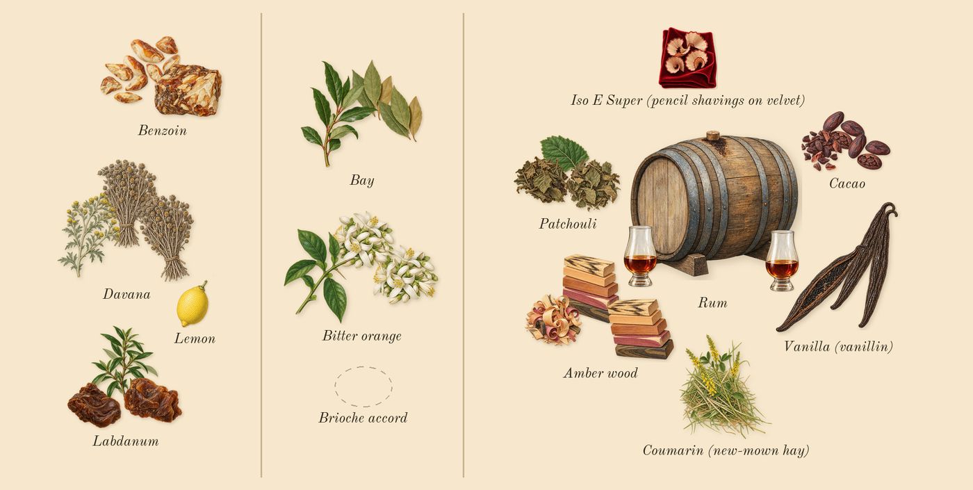 Story of Your Life’s scent picture, a draft: labdanum, davana, benzoin, bay, bitter orange, rum drawn so far; dashed outlines where nothing is drawn yet