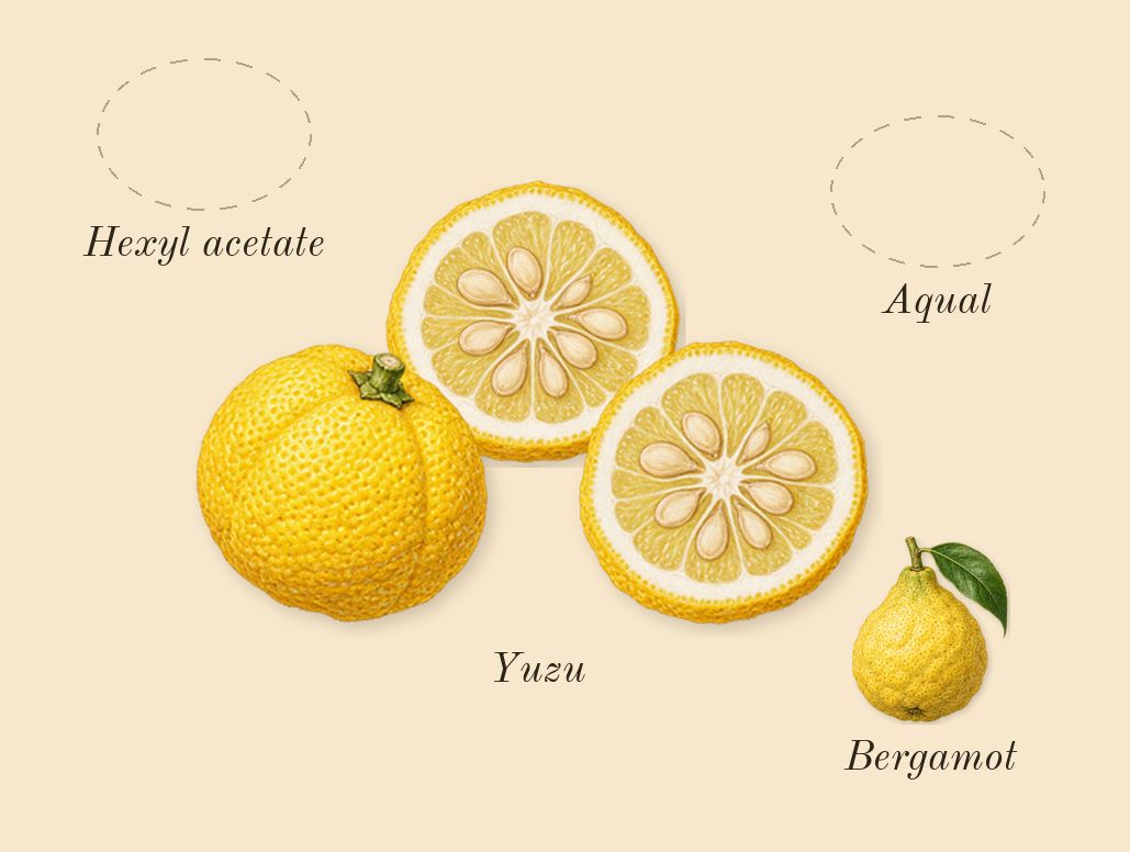 The Ghost in the Shell, top notes: Aqual, Yuzu, Hexyl acetate, Bergamot