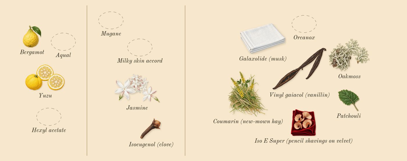 The Ghost in the Shell’s scent picture, a draft: yuzu, jasmine, oakmoss, vinyl gaiacol (vanillin), bergamot, patchouli drawn so far; dashed outlines where nothing is drawn yet