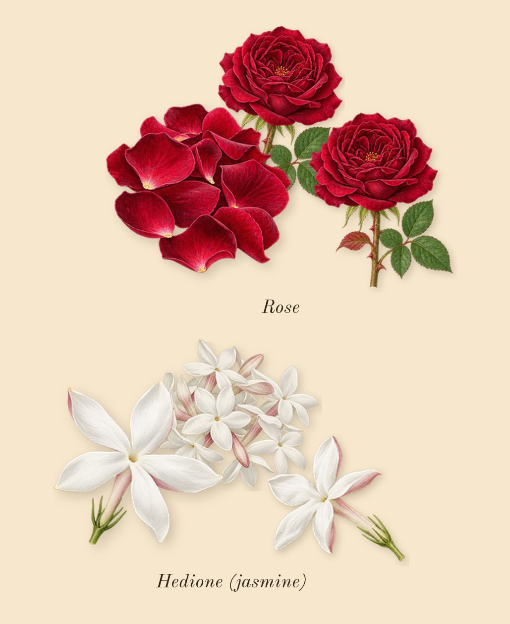You or Someone Like You, heart: Hedione (jasmine), Rose