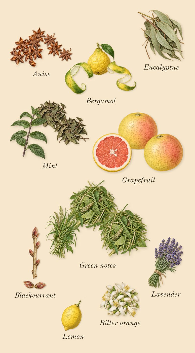 You or Someone Like You, top notes: Bergamot, Anise, Grapefruit, Blackcurrant, Green notes, Mint, Eucalyptus, Lemon, Bitter orange, Lavender