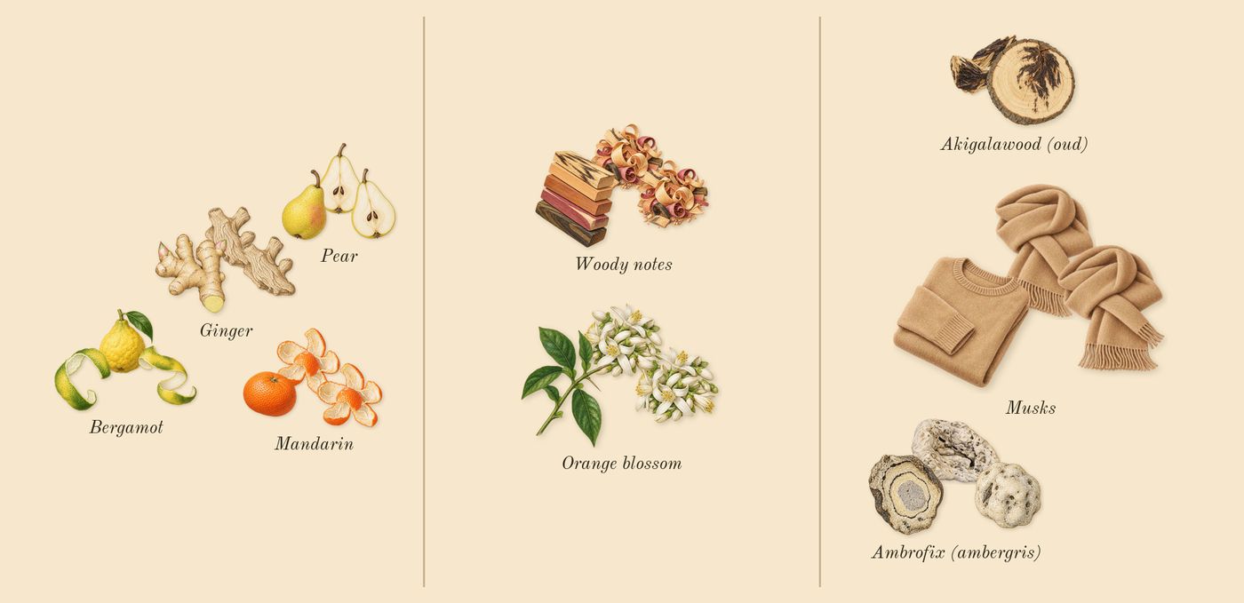 Blue Talisman’s scent picture, a draft: pear, bergamot, ginger, mandarin, orange blossom, woody notes drawn so far; dashed outlines where nothing is drawn yet