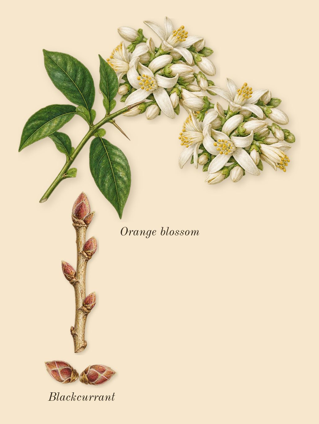 Demon Dancer, heart: Orange blossom, Blackcurrant