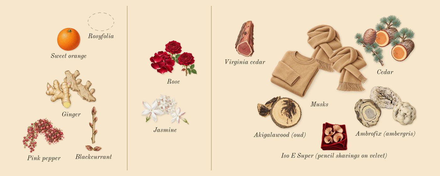 Lust in Paradise’s scent picture, a draft: blackcurrant, pink pepper, ginger, rose, jasmine, akigalawood (oud) drawn so far; dashed outlines where nothing is drawn yet