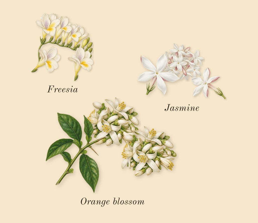 Scarlet Sands, heart: Orange blossom, Jasmine, Freesia