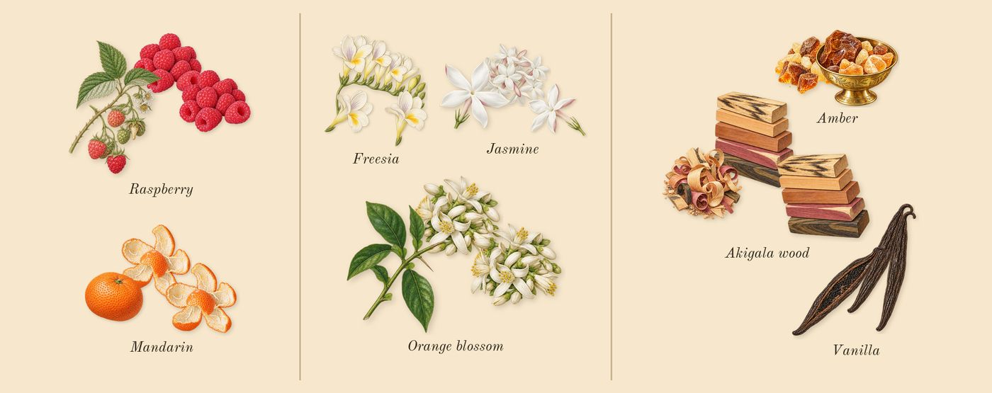 Scarlet Sands’s scent picture, a draft: mandarin, raspberry, orange blossom, jasmine, freesia, akigala wood drawn so far; dashed outlines where nothing is drawn yet