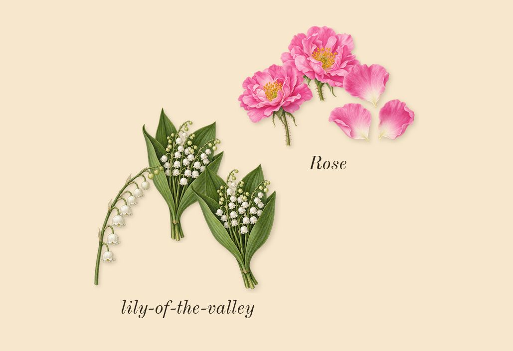 Existence, top notes: lily-of-the-valley, Rose