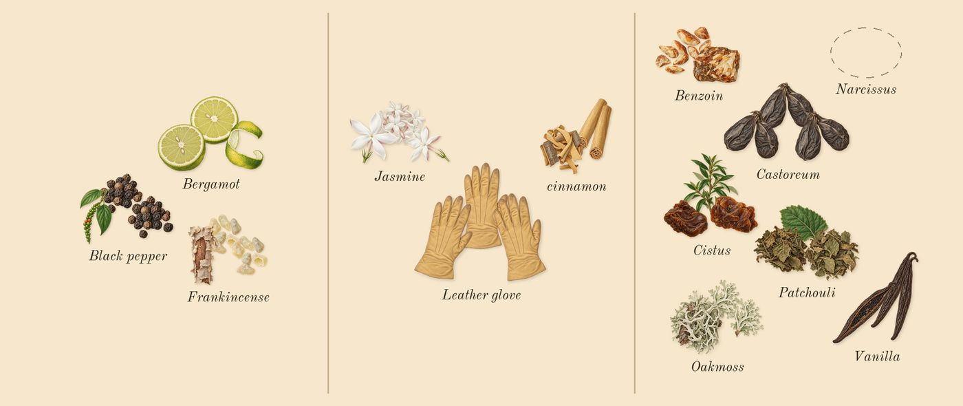 Fate Woman’s scent picture, a draft: bergamot, cinnamon, black pepper, jasmine, cistus, vanilla drawn so far; dashed outlines where nothing is drawn yet