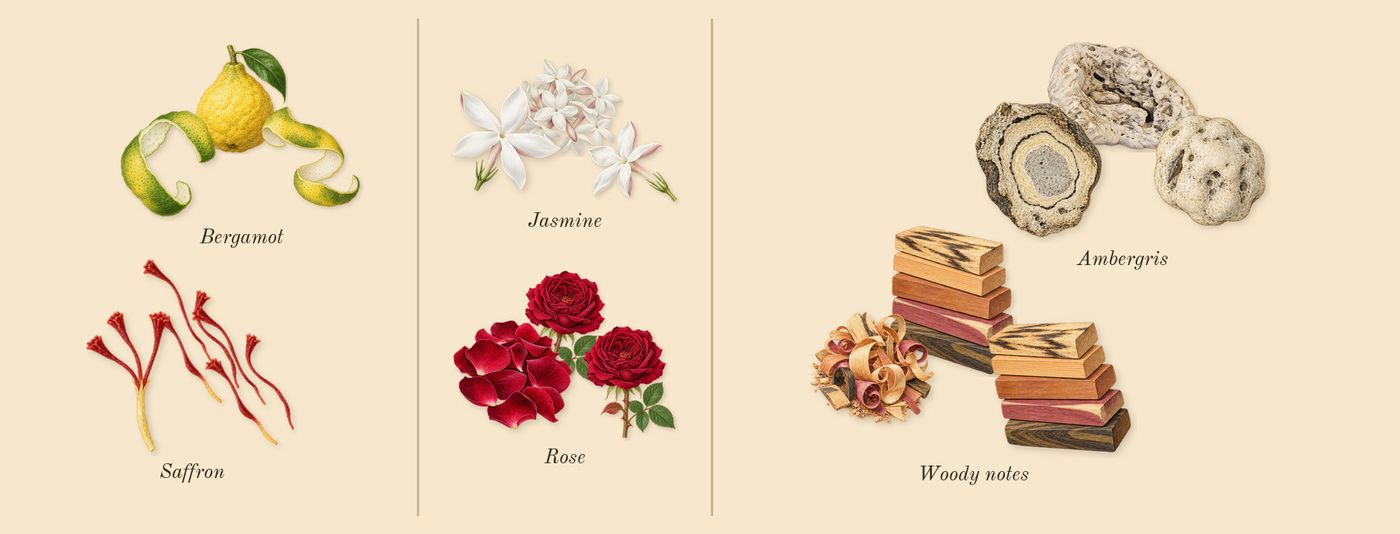 Barakkat Rouge 540’s scent picture, a draft: saffron, bergamot, rose, jasmine, ambergris, woody notes drawn so far; dashed outlines where nothing is drawn yet