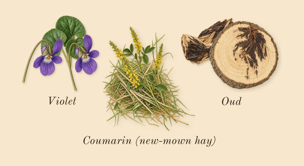 Barakkat Satin Oud, dry-down: Violet, Oud, Coumarin (new-mown hay)