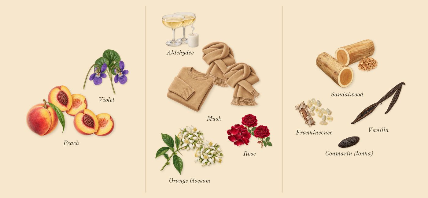 Acne Studios par Frédéric Malle’s scent picture, a draft: peach, aldehydes, frankincense, rose, vanilla, sandalwood drawn so far; dashed outlines where nothing is drawn yet