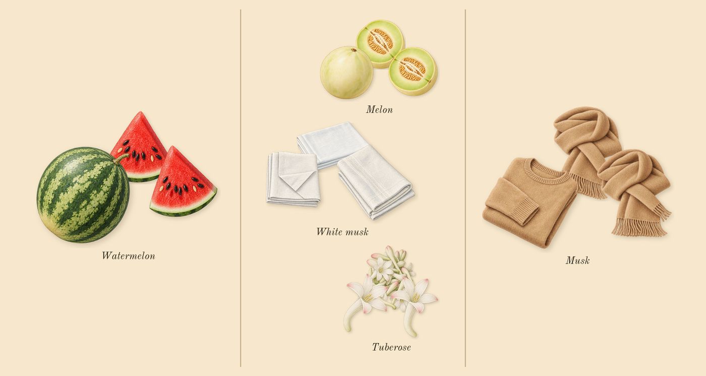 Carnal Flower’s scent picture, a draft: watermelon, tuberose, musk, melon, white musk drawn so far; dashed outlines where nothing is drawn yet