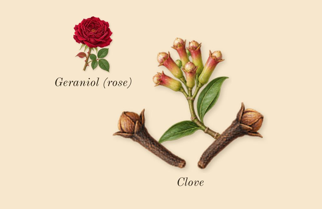 French Lover, heart: Clove, Geraniol (rose)