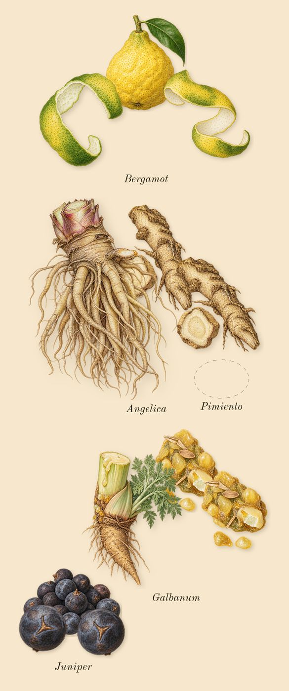 French Lover, top notes: Pimiento, Angelica, Juniper, Galbanum, Bergamot