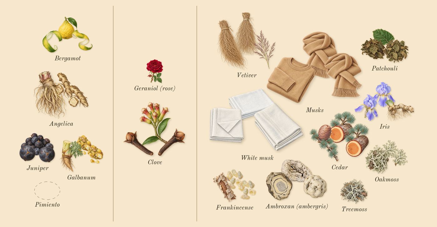 French Lover’s scent picture, a draft: angelica, juniper, patchouli, vetiver, frankincense, galbanum drawn so far; dashed outlines where nothing is drawn yet