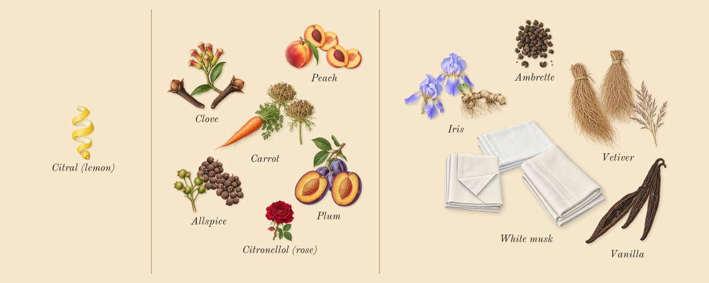 Heaven Can Wait’s scent picture, a draft: clove, iris, vetiver, vanilla, white musk, peach drawn so far; dashed outlines where nothing is drawn yet