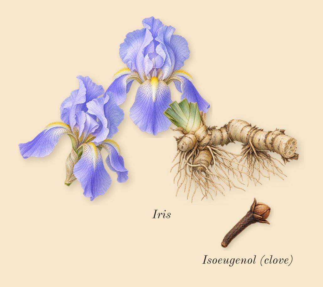 Iris Poudre, heart: Iris, Isoeugenol (clove)