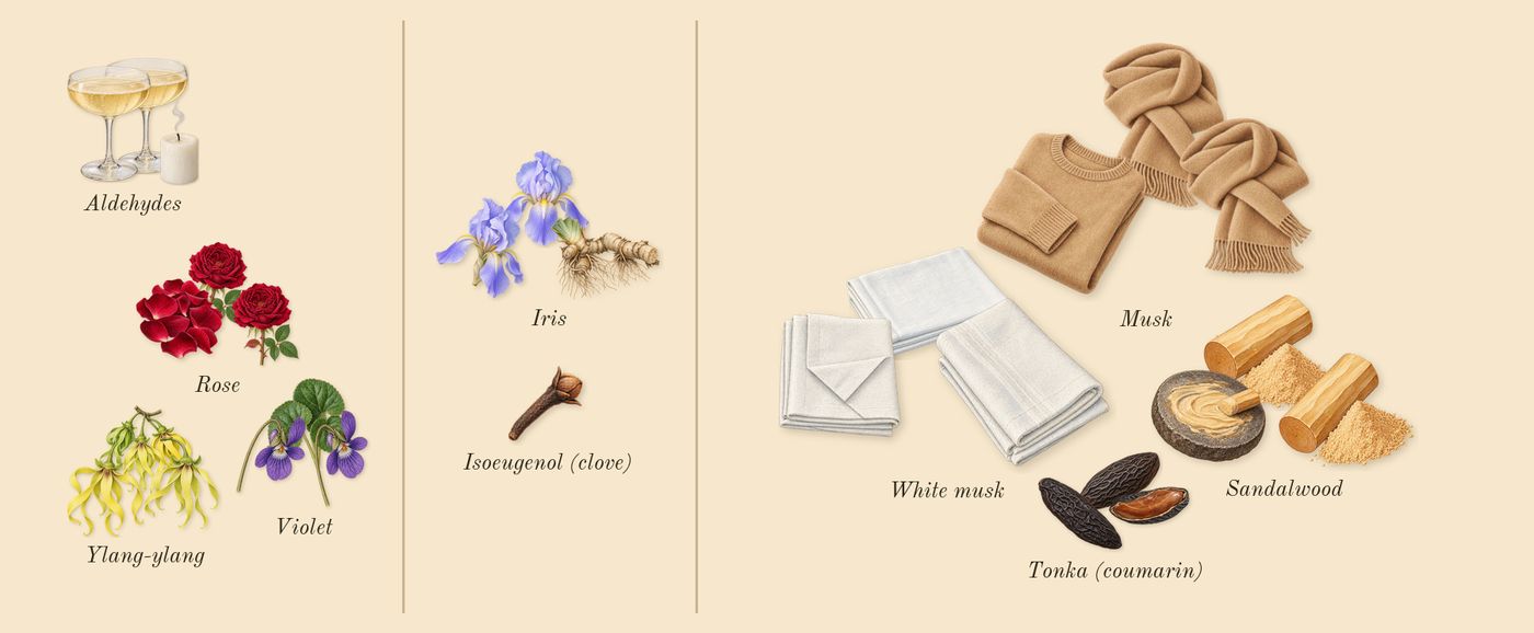 Iris Poudre’s scent picture, a draft: rose, violet, ylang-ylang, iris, sandalwood, musk drawn so far; dashed outlines where nothing is drawn yet