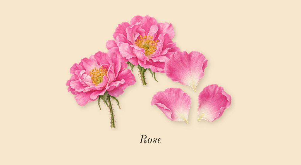 Portrait of a Lady, heart: Rose