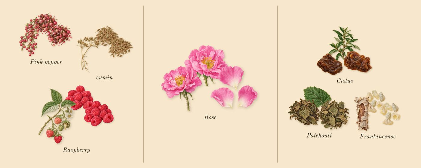 Portrait of a Lady’s scent picture, a draft: raspberry, cumin, pink pepper, rose, patchouli, cistus drawn so far; dashed outlines where nothing is drawn yet