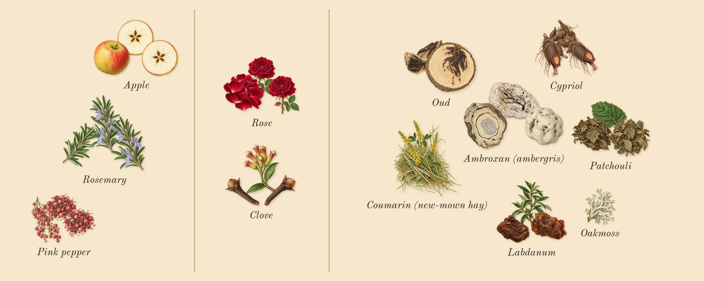 Promise’s scent picture, a draft: pink pepper, rosemary, apple, rose, clove, patchouli drawn so far; dashed outlines where nothing is drawn yet