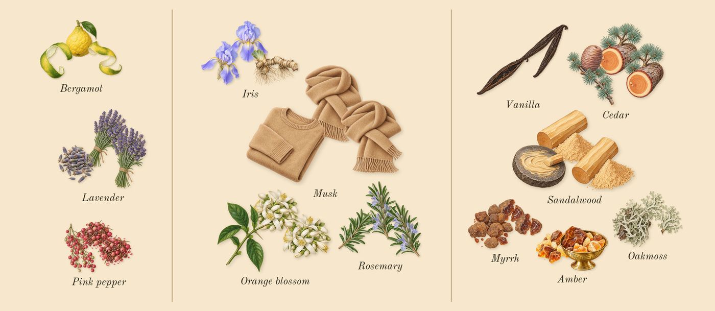 Aromatix Magnetiq’s scent picture, a draft: bergamot, pink pepper, lavender, rosemary, orange blossom, iris drawn so far; dashed outlines where nothing is drawn yet