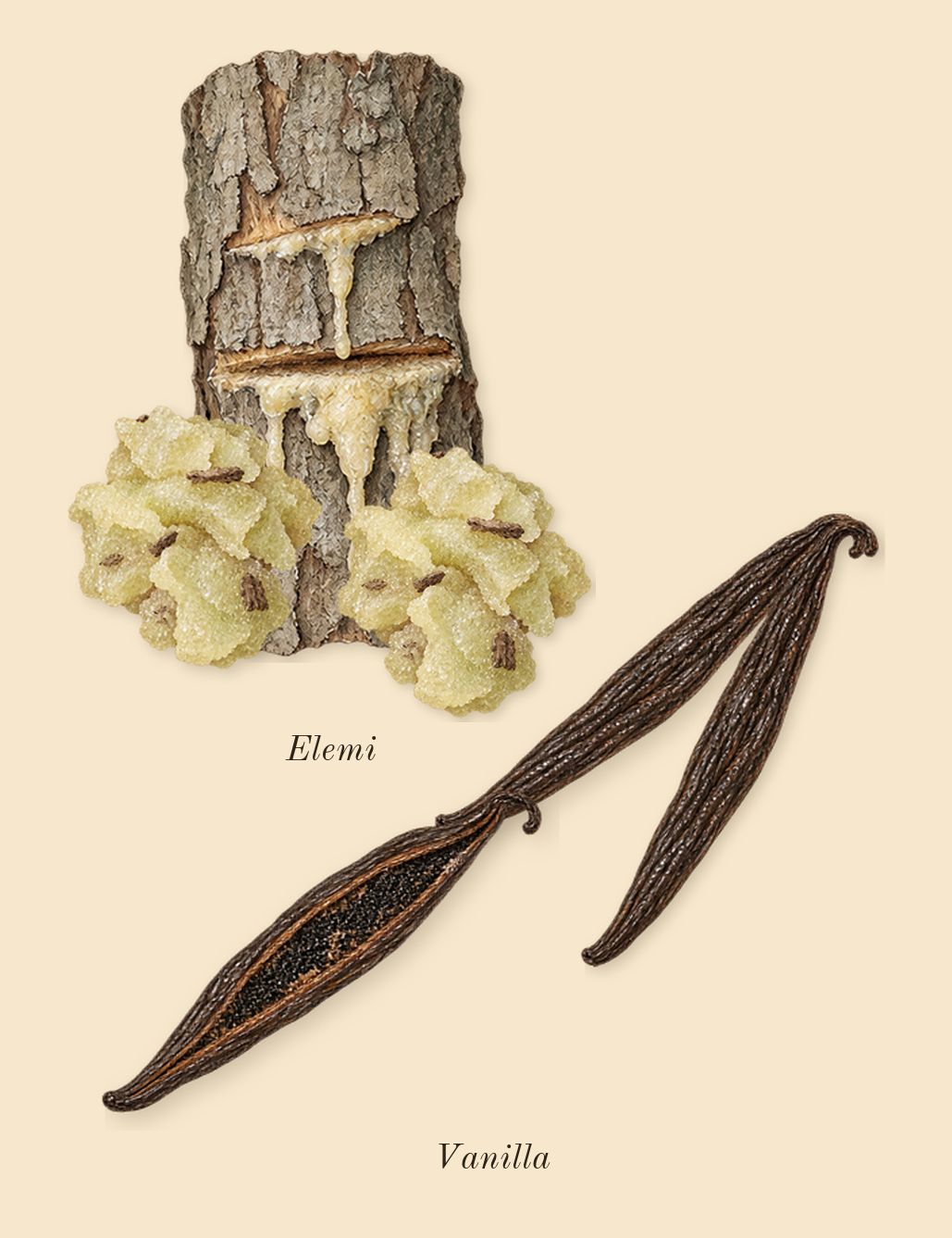 Liquid Brun, heart: Vanilla, Elemi
