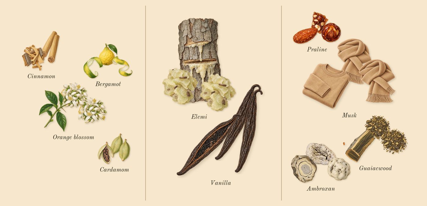 Liquid Brun’s scent picture, a draft: cinnamon, bergamot, cardamom, orange blossom, vanilla, elemi drawn so far; dashed outlines where nothing is drawn yet