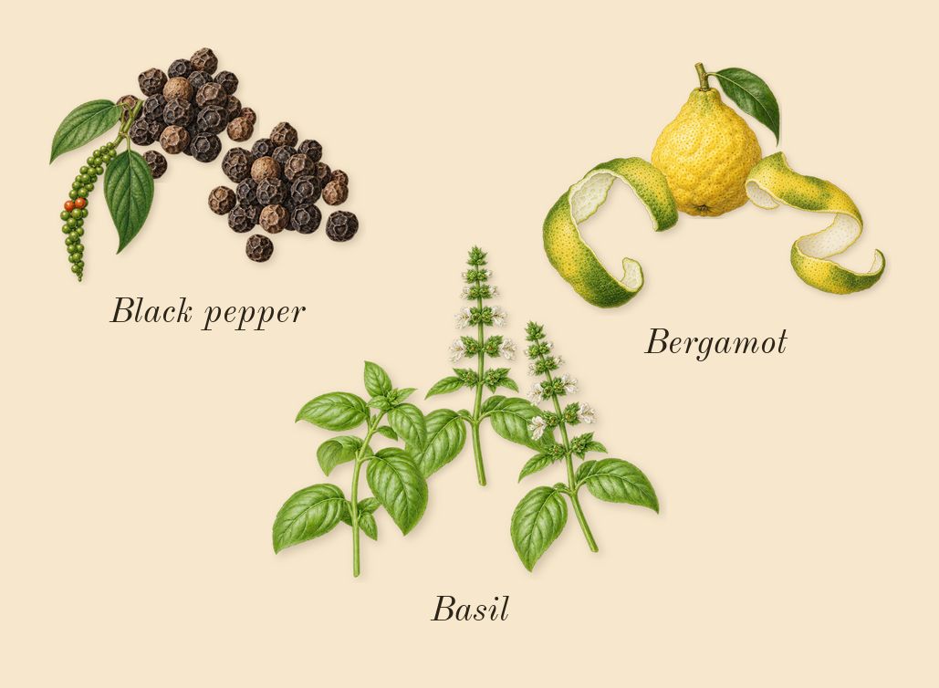 Lumiere Garcon, top notes: Black pepper, Basil, Bergamot