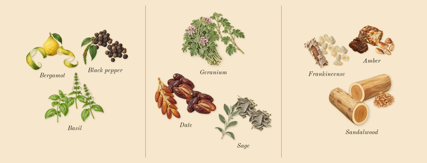 Lumiere Garcon’s scent picture, a draft: black pepper, basil, bergamot, geranium, sage, frankincense drawn so far; dashed outlines where nothing is drawn yet