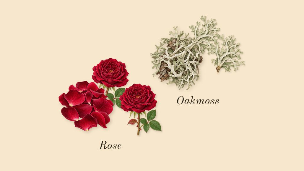 Royal Blend Sequoia, heart: Rose, Oakmoss