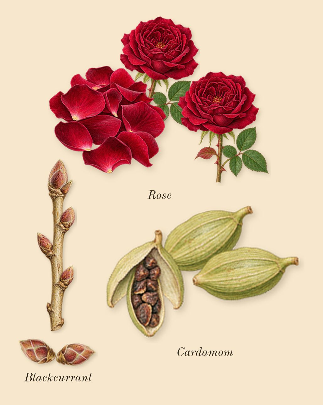 Spectre Ghost, heart: Cardamom, Blackcurrant, Rose