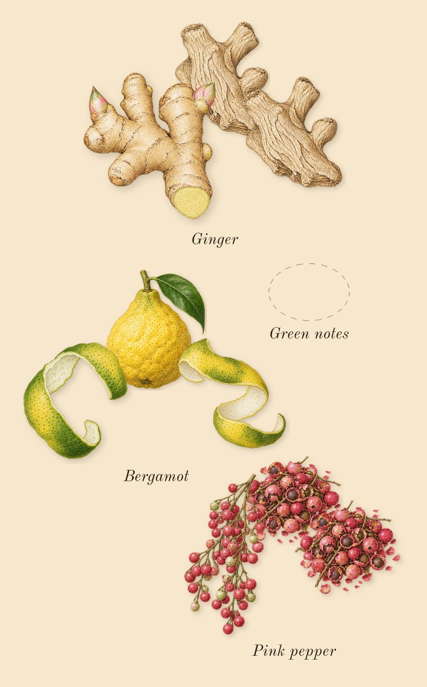Spectre Ghost, top notes: Ginger, Bergamot, Pink pepper