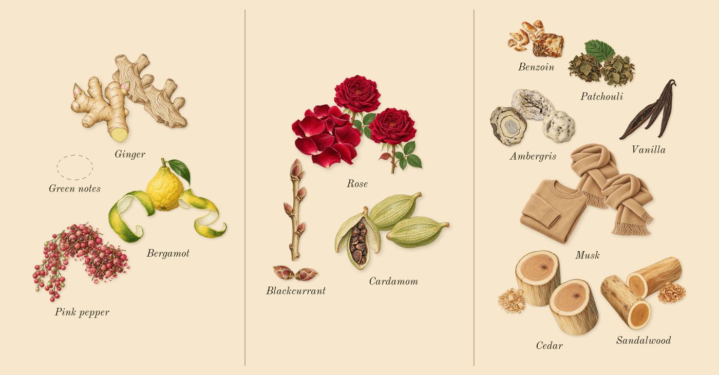 Spectre Ghost’s scent picture, a draft: ginger, bergamot, pink pepper, cardamom, blackcurrant, rose drawn so far; dashed outlines where nothing is drawn yet