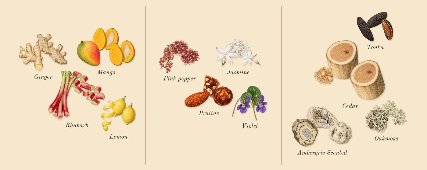 Vulcan Feu’s scent picture, a draft: ginger, mango, lemon, rhubarb, jasmine, violet drawn so far; dashed outlines where nothing is drawn yet