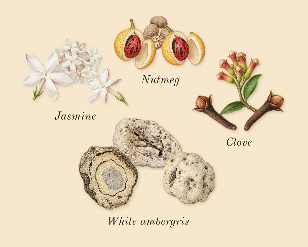 Sugardaddy, heart: Nutmeg, Clove, Jasmine, White ambergris