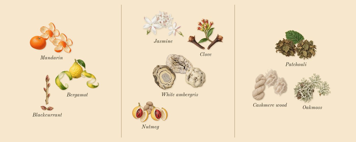 Sugardaddy’s scent picture, a draft: mandarin, bergamot, blackcurrant, nutmeg, clove, jasmine drawn so far; dashed outlines where nothing is drawn yet